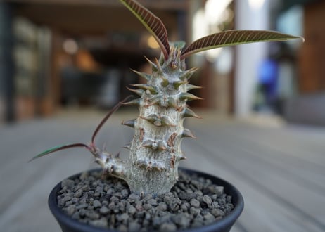 パキポディウム　バロニー　Pachypodium baronii