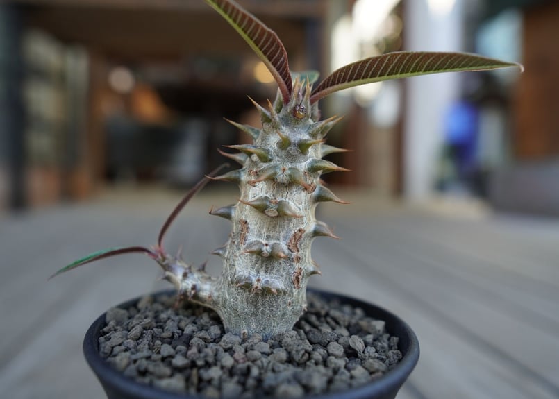 パキポディウム バロニー Pachypodium baronii | mana's farm: