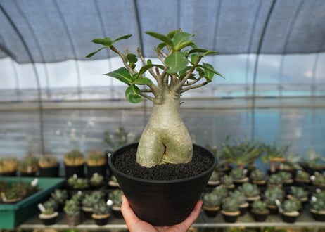 アデニウム　Adenium　No.7