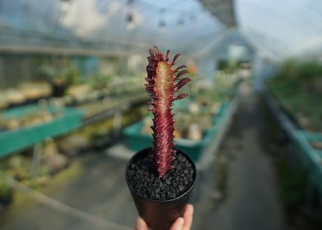 ユーフォルビア　紅彩雲閣　Euphorbia trigona f. rubra　No.2