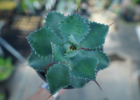 アガベ　ポタトラム　”スポーン”　agave potatorum "spawn"