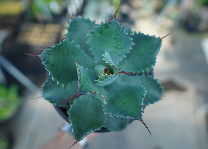 アガベ ポタトラム ”スポーン” agave potatorum 