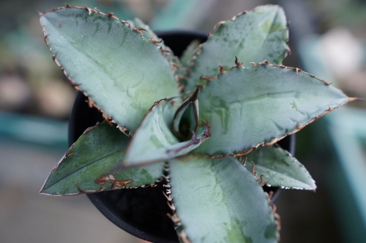 アガベ チタノタ ブルー Agave Titanota Blue No.2 | mana's