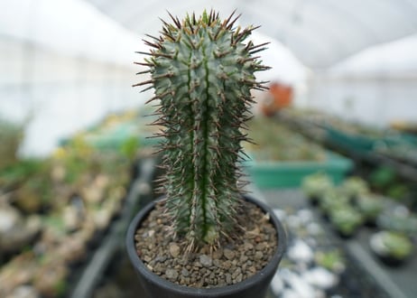 ユーフォルビア　ゼブラホリダ　Euphorbia horrida var. zebrina