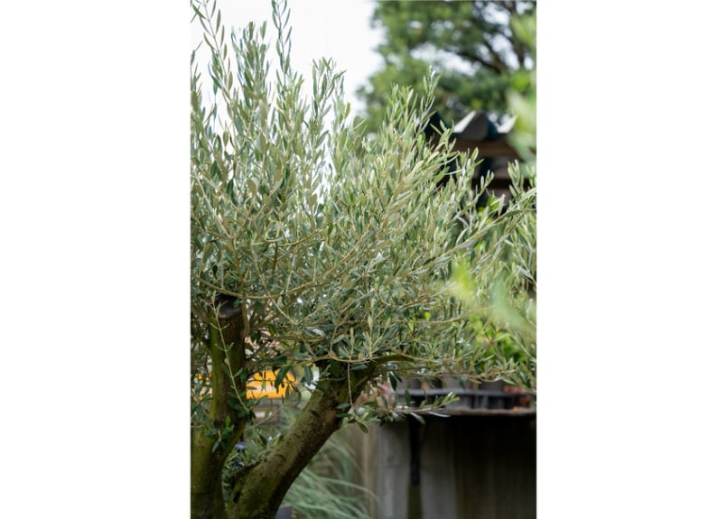 国産オリーブ ミッション No.6 | mana's farm:塊根植物・アガベ