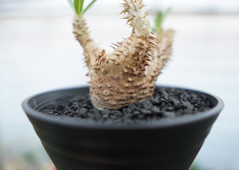 パキポディウム デンシフローラム Pachypodium densiflorum No.2 |