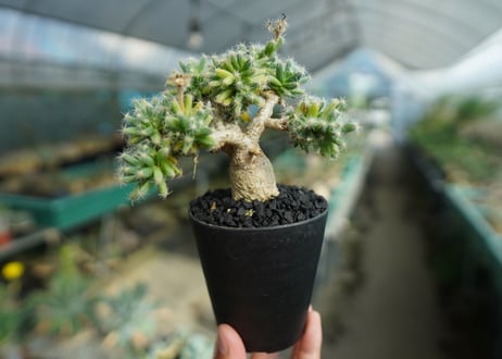 トリコディアデマ　デンサム　Trichodiadema densum  No.2