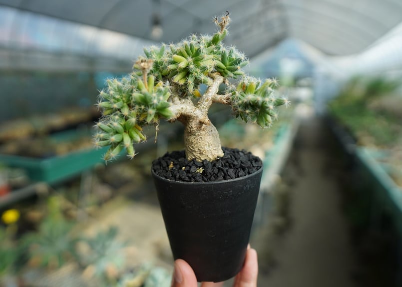 トリコディアデマ デンサム Trichodiadema densum No.2 | mana