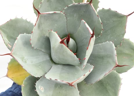 Agave parryi var truncata Huntington
