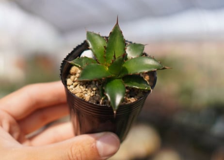 agave　ホリダ