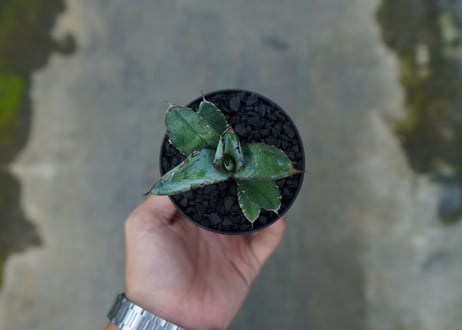 アガベ　チタノタ　 ブラックアンドブルー 　Agave titanota black and blue　No.2