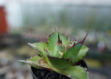 アガベ　チタノタ　ハデス　Agave titanota Hades　No.1