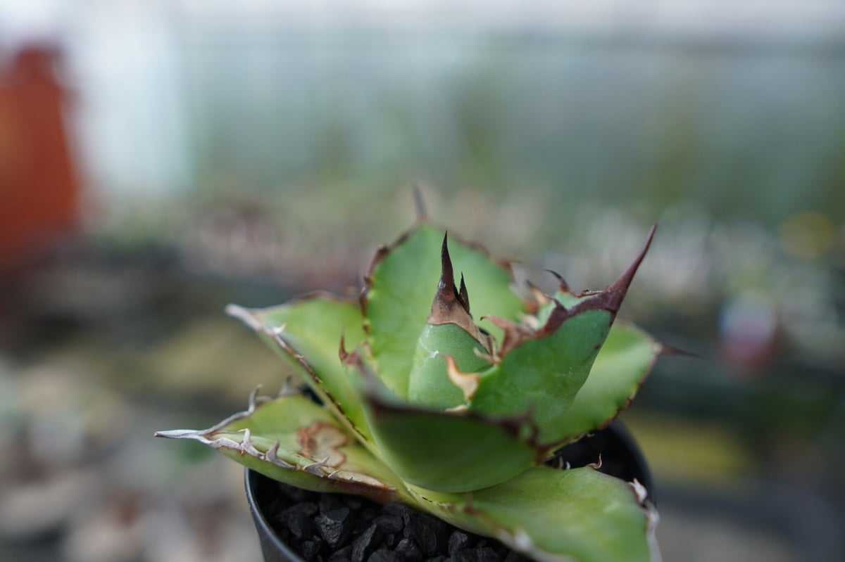 アガベ　チタノタ　ハデス　親株　agave アガベ チタノタ ハデス Agave titanota Hades No.1 | mana's