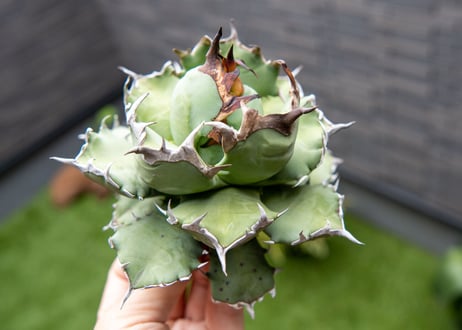 Agave titanota dwarf 姫厳龍 A NO.1 (G)