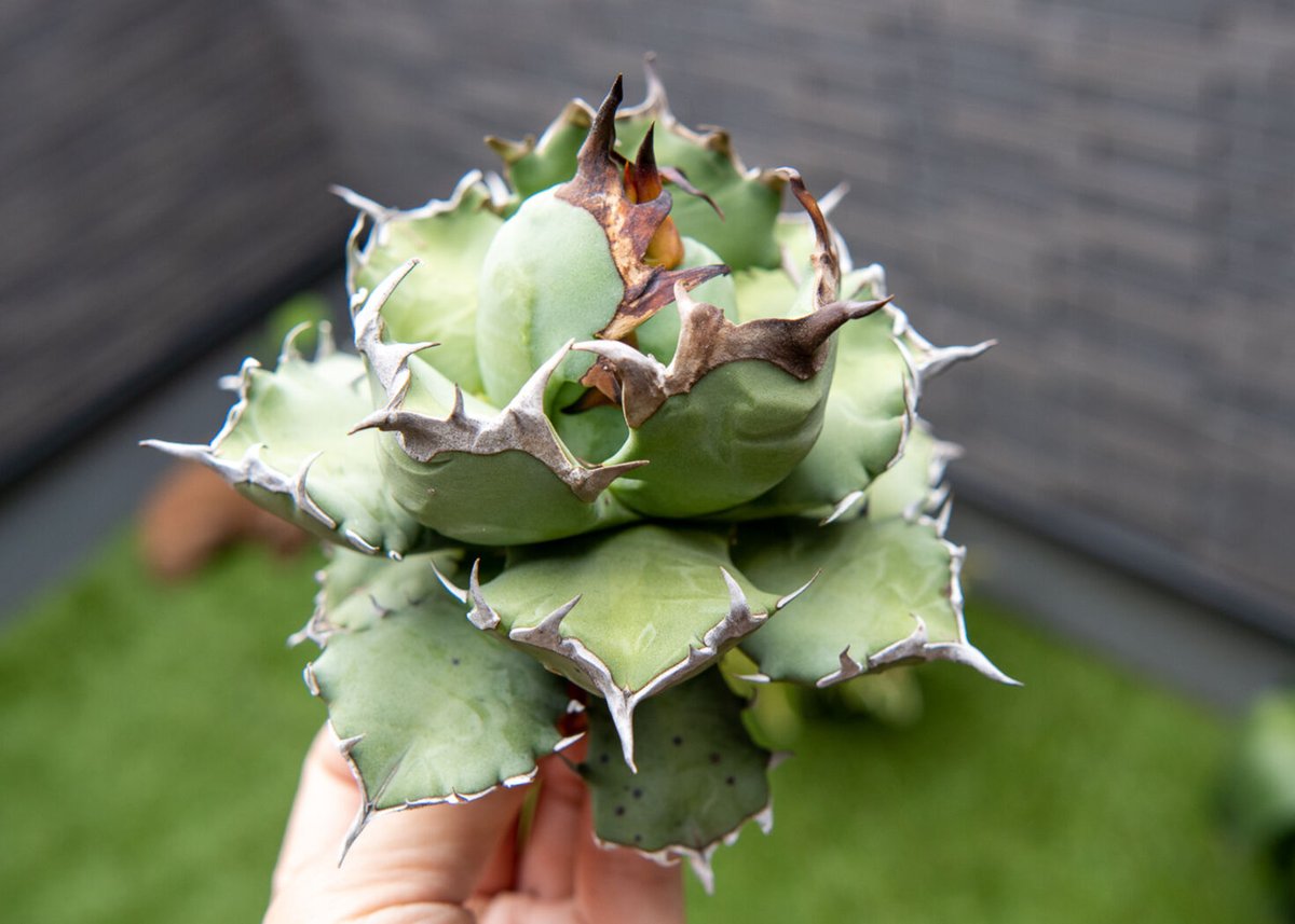 581【上澳園芸】アガベ チタノタ agave titanota姫巌龍錦 綺麗株