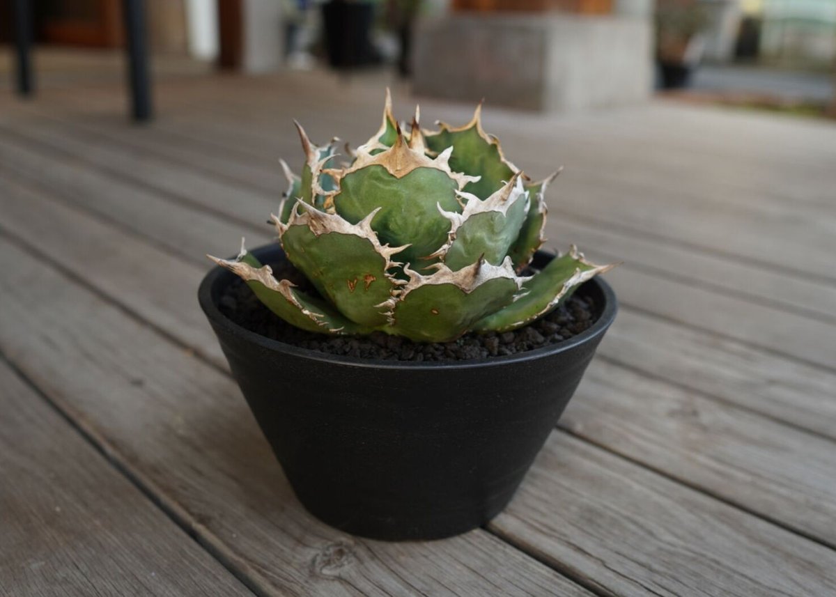 極上親株 アガベ チタノタ fo76 アガベ チタノタ FO-76 Agave titanota ”FO-76