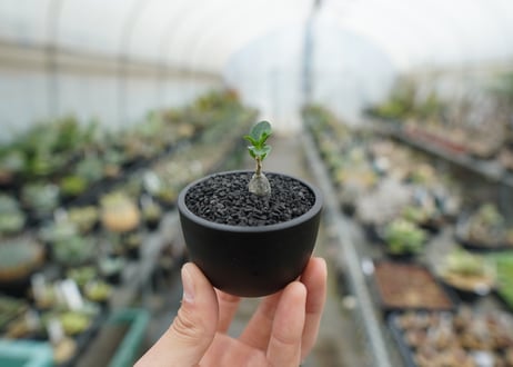フォッケア　エデュリス　”火星人”　Fockea edulis  No.2