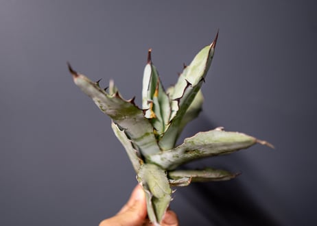 Agave titanota Agave B&B No.4