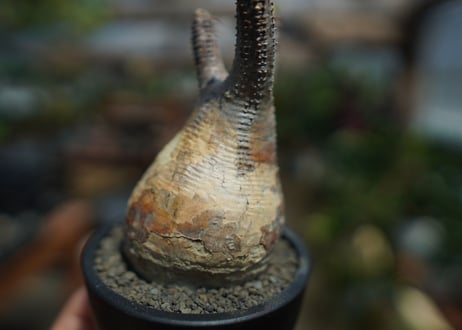 【未発根】パキポディウム　グラキリス　 Pachypodium Gracilius  No.10