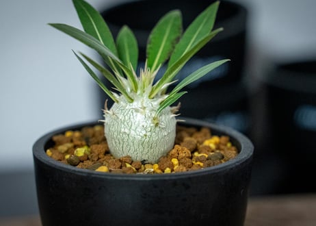 パキポディウム　ロスラーツム　Pachypodium rosulatum