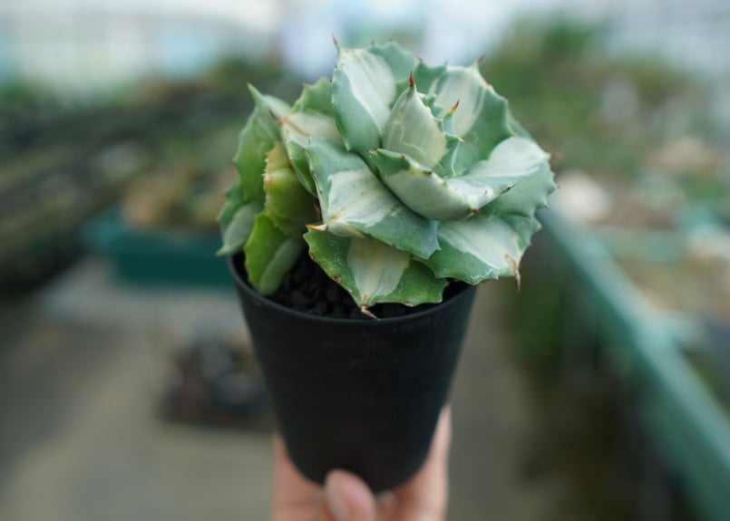 アガベ 王妃雷神錦 白中斑 Agave “Ohi Raijin Nishiki Shirona
