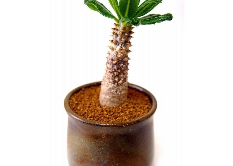Pachypodium Tackyi パキポディウム タッキー | mana's green: Pachypodium Tackyi パキポディウム タッキー | mana's green: