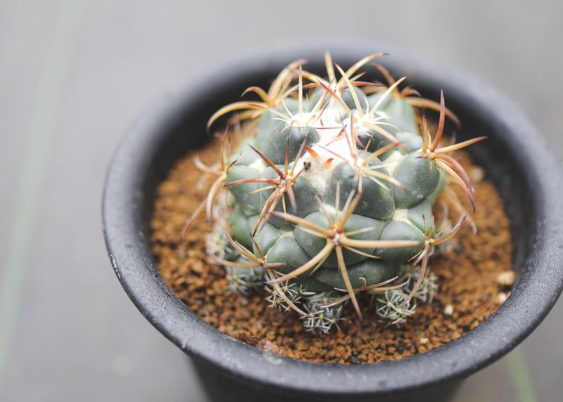 コリファンタ 象牙丸 | mana's farm:塊根植物・アガベ・ドライガーデン