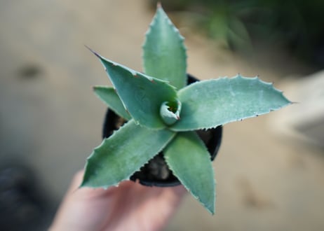 アガベ　オバティフォリア　Agave ovatifolia　No.4