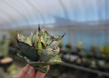 agave titanota ブラック＆ブルー　No.9