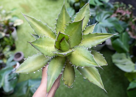 Agave kercovei x titanota NO.2