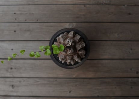 亀甲竜　Dioscorea elephantipes