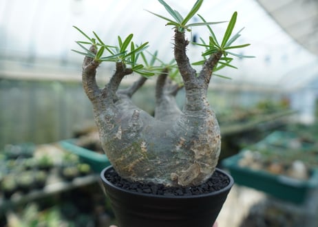 パキポディウム　グラキリス　 Pachypodium Gracilius  No.2