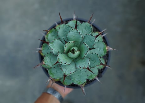 アガベ　マクロアカンサ×ポタトラム　 Agave macroacantha×potatorum