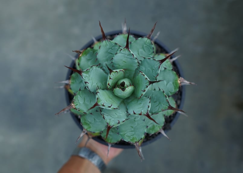アガベ マクロアカンサ×ポタトラム Agave macroacantha×potatorum