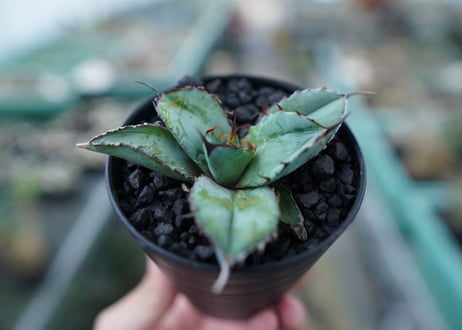 アガベ　チタノタ　 ブラックアンドブルー 　Agave titanota black and blue　No.6
