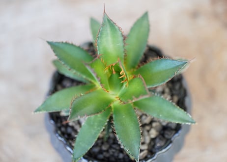 Agave horrida