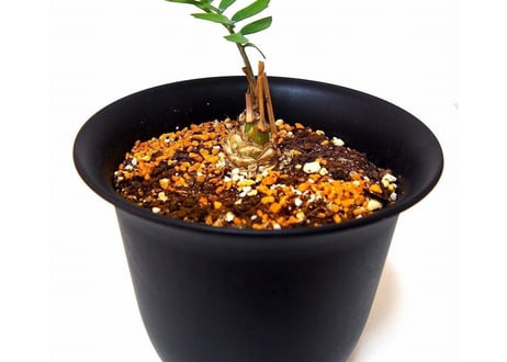 Encephalartos longifolius　エンセファラルトス　ロンギフォリウス