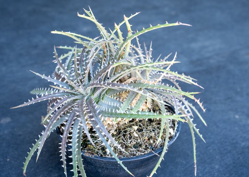 ディッキア goehringii New F1 NO.1 | mana's farm:塊根植