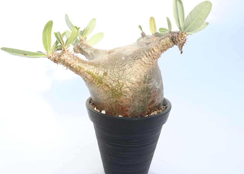 パキポディウム カクチペス | mana's green:塊根植物販売|マナズ パキポディウム カクチペス | mana's green:塊根植物販売|マナズ