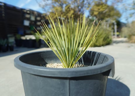 ユッカ　ロストラータ　yucca rostrata No.2