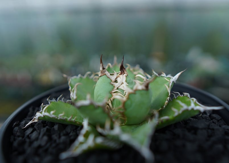 アガベ チタノタ フィリグリー agave titanota filigree No.4 |