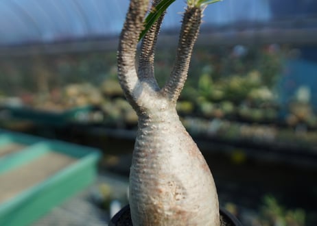 パキポディウム　グラキリス　 Pachypodium Gracilius  No.10