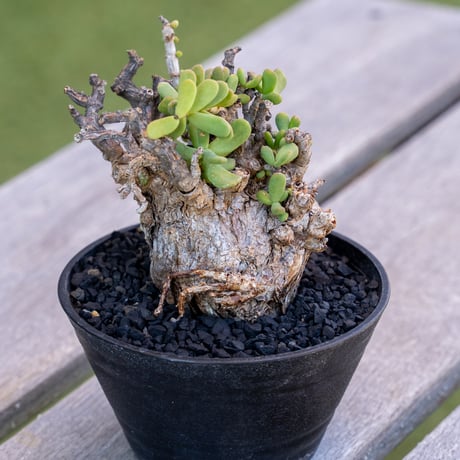 CerariaPygmaea ケラリア ピグマエア Ceraria pygmaea