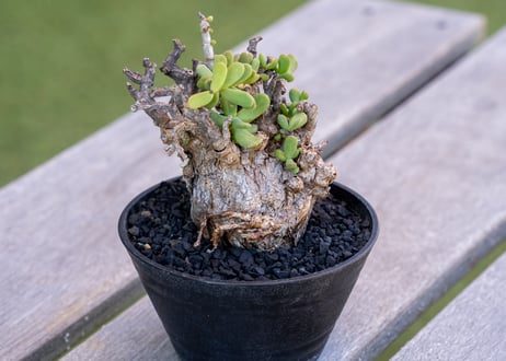CATEGORY 冬型塊根植物 | mana's green:塊根植物販売|マナズグリーン CATEGORY 冬型塊根植物 | mana's green:塊根植物販売|マナズグリーン