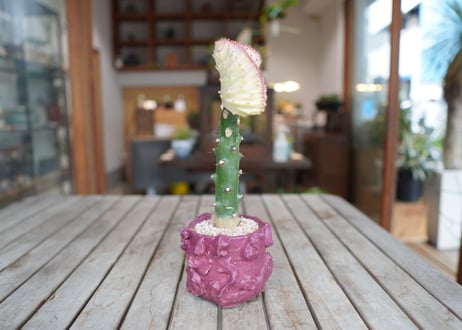 ユーフォルビア　ラクテア　　Euphorbia lactea