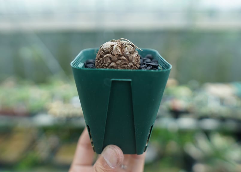 亀甲竜6 長谷川園芸産】亀甲竜 Dioscorea elephantipes 6寸 | mana's
