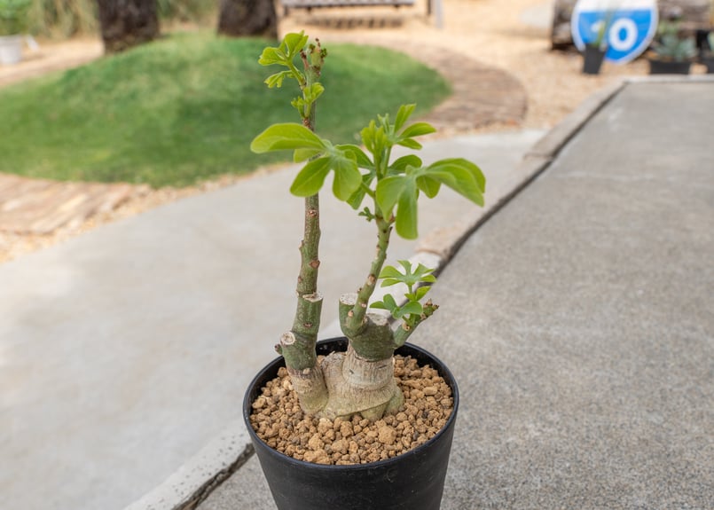 アデニア グラウカ | mana's farm:塊根植物・アガベ・ドライガーデン