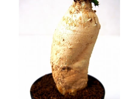 ユーフォルビア ステラータ 飛竜  Euphorbia stellata 5 未発根