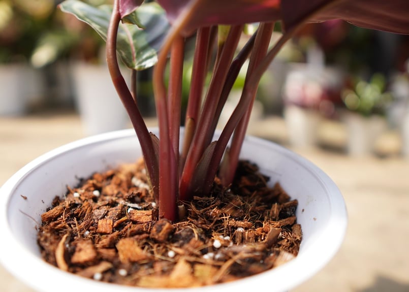 カラテア メダリオン | mana's farm:塊根植物・アガベ・ドライガーデン