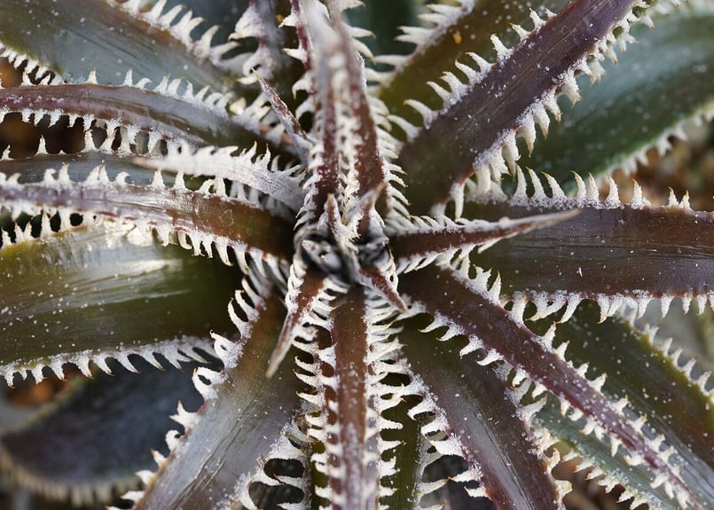 Dyckia Marathon | mana's farm:塊根植物・アガベ・ドライ
